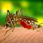 10 Diseases Spread by Mosquitoes