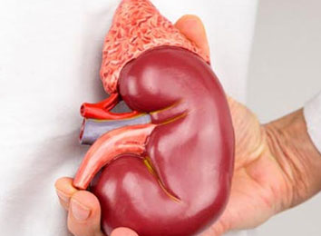 kidney-renal-transplant-in-india